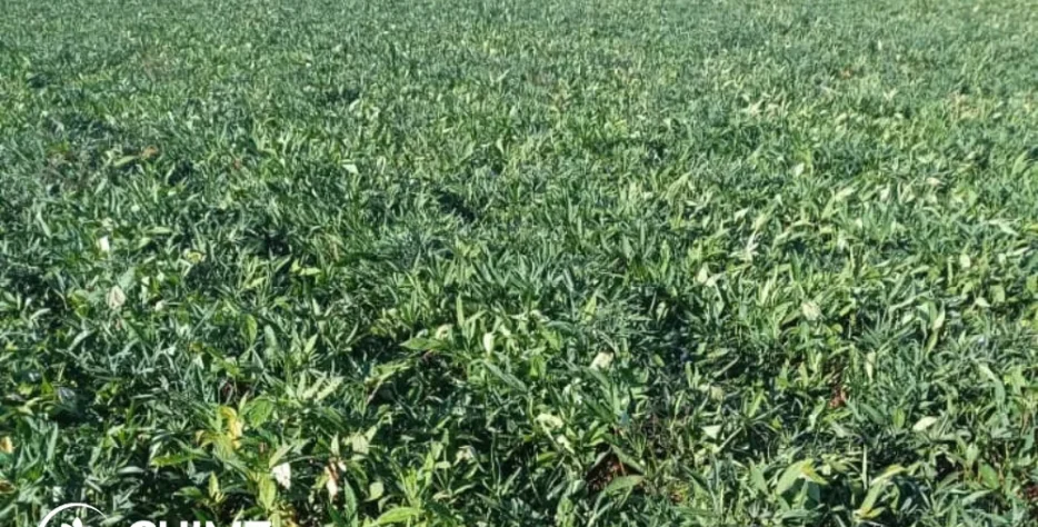 Practical guidance for farmers, organisations and businesses looking to develop commercial sweet potato operations. We provide support across production, planting material, post-harvest management, marketing and value addition.