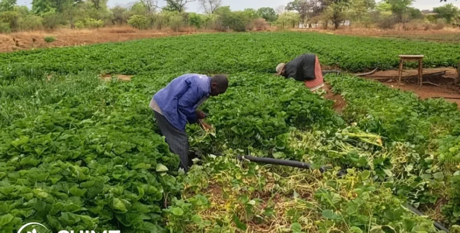 Practical training covering sweet potato production from seed propagation to harvesting and storage. Farmers also learn about marketing, value addition and developing sweet potato as a commercial enterprise.
