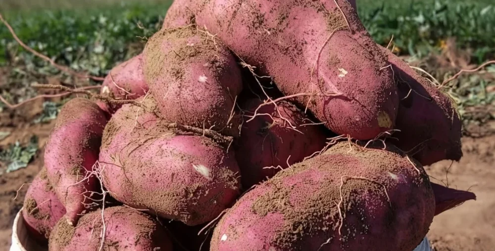 Celebrating the beauty and abundance of fruit harvests nurtured by sustainable care.