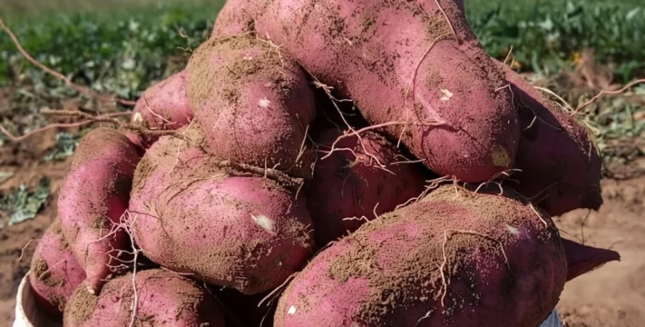 Quality sweet potato tubers produced for fresh markets, processing and value-added opportunities. Our approach focuses on crop quality, market requirements and proper post-harvest handling.